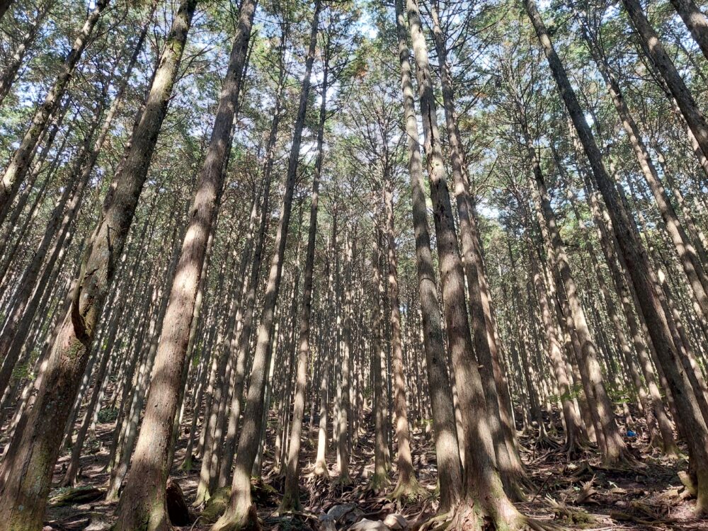 武甲山登山道の杉林