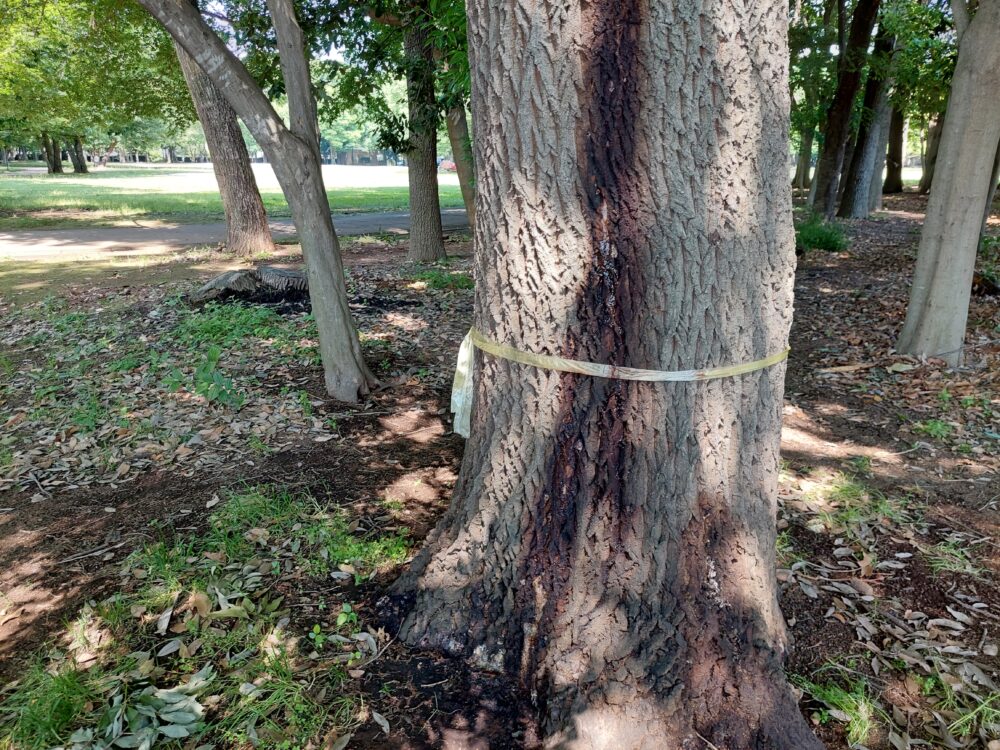 水子貝塚公園の樹液が出ているクヌギ