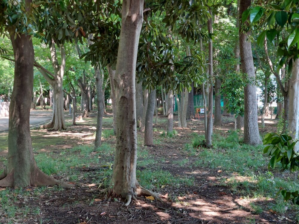 水子貝塚公園の雑木林