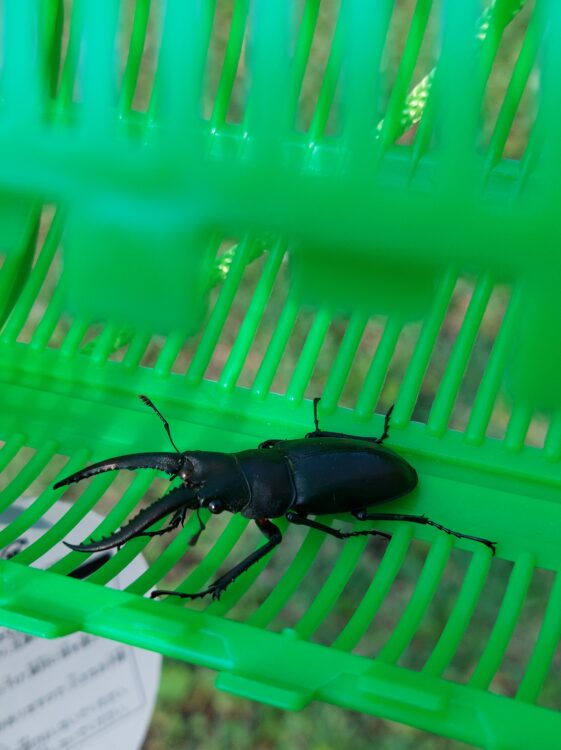 水子貝塚公園のノコギリクワガタ