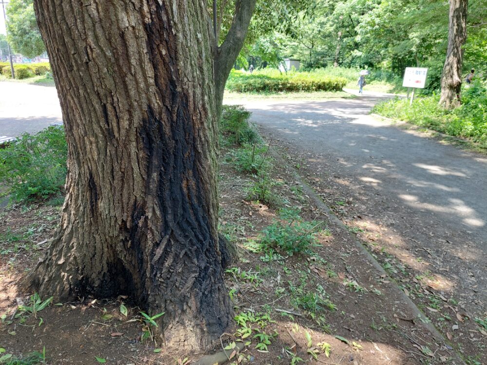 智光山公園の樹液が出ているクヌギの木