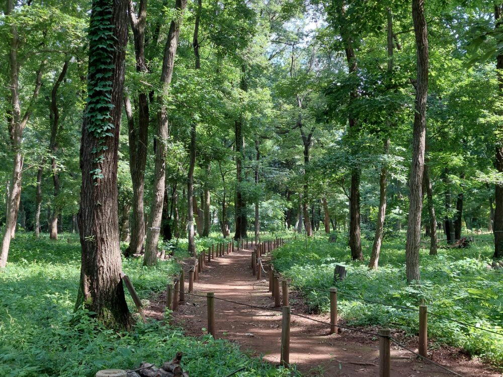 三芳町の緑地公園