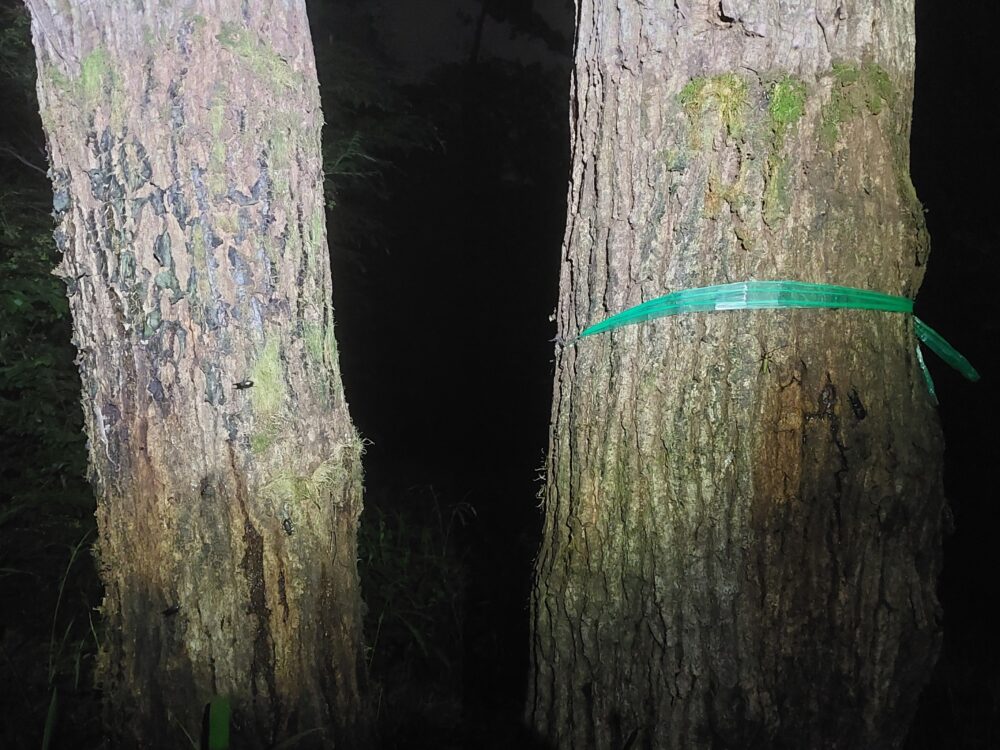 三芳町緑地公園のクワガタが集まるクヌギ