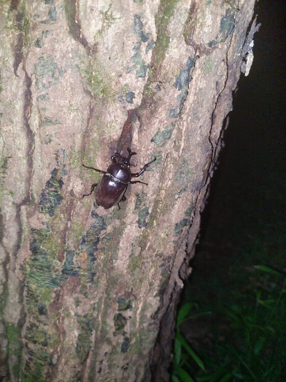 三芳町緑地公園のクヌギにいるカブトムシ