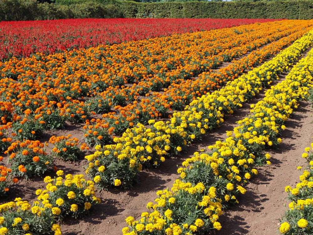 ファーム富田のお花畑