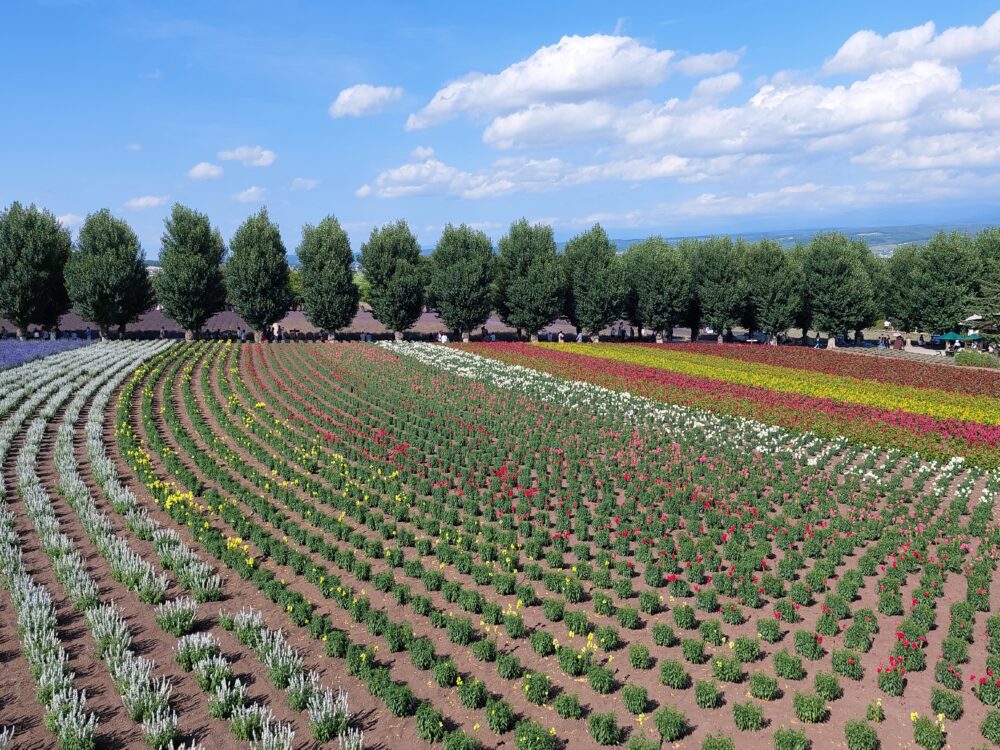 ファーム富田のお花畑