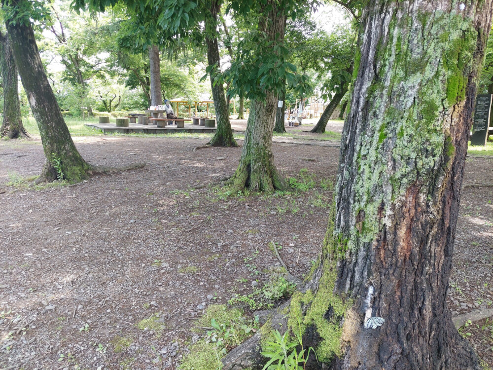 伊佐沼公園のクヌギの木