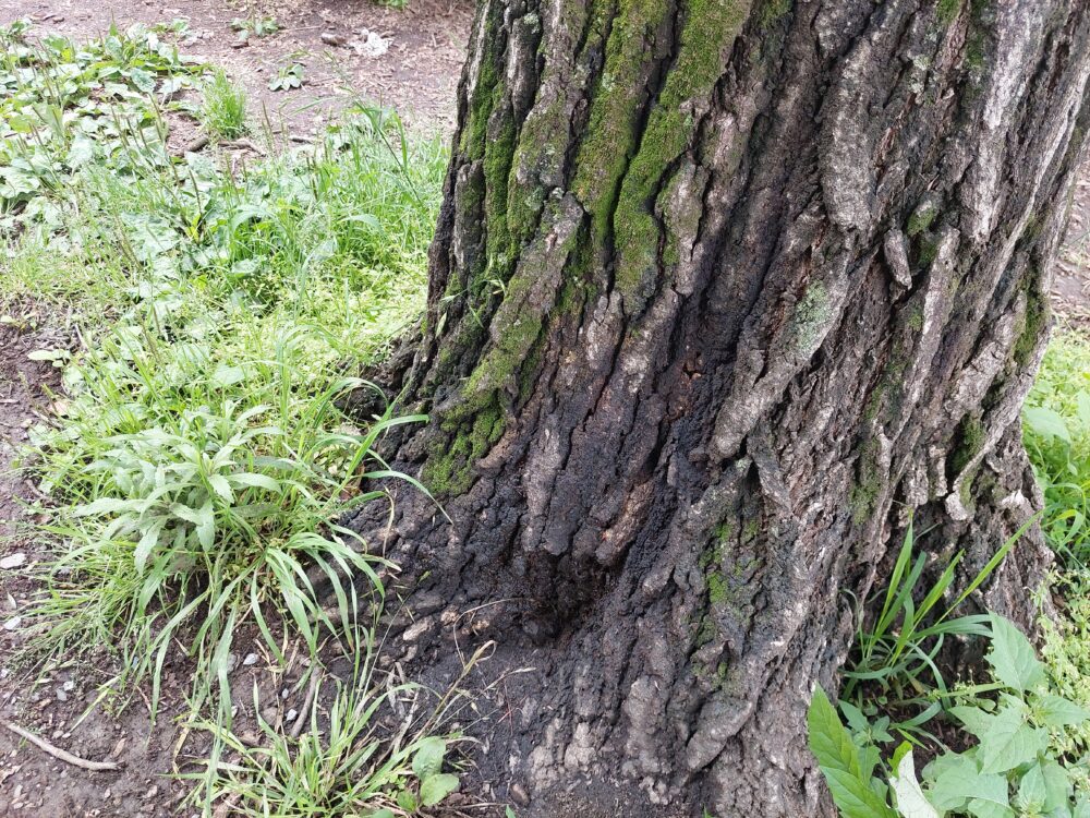 伊佐沼公園の樹液が出ているクヌギの木