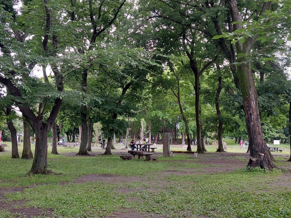 伊佐沼公園のクヌギの木々