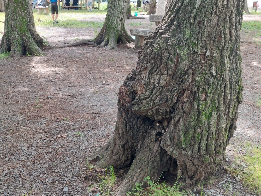 伊佐沼公園のクヌギの木