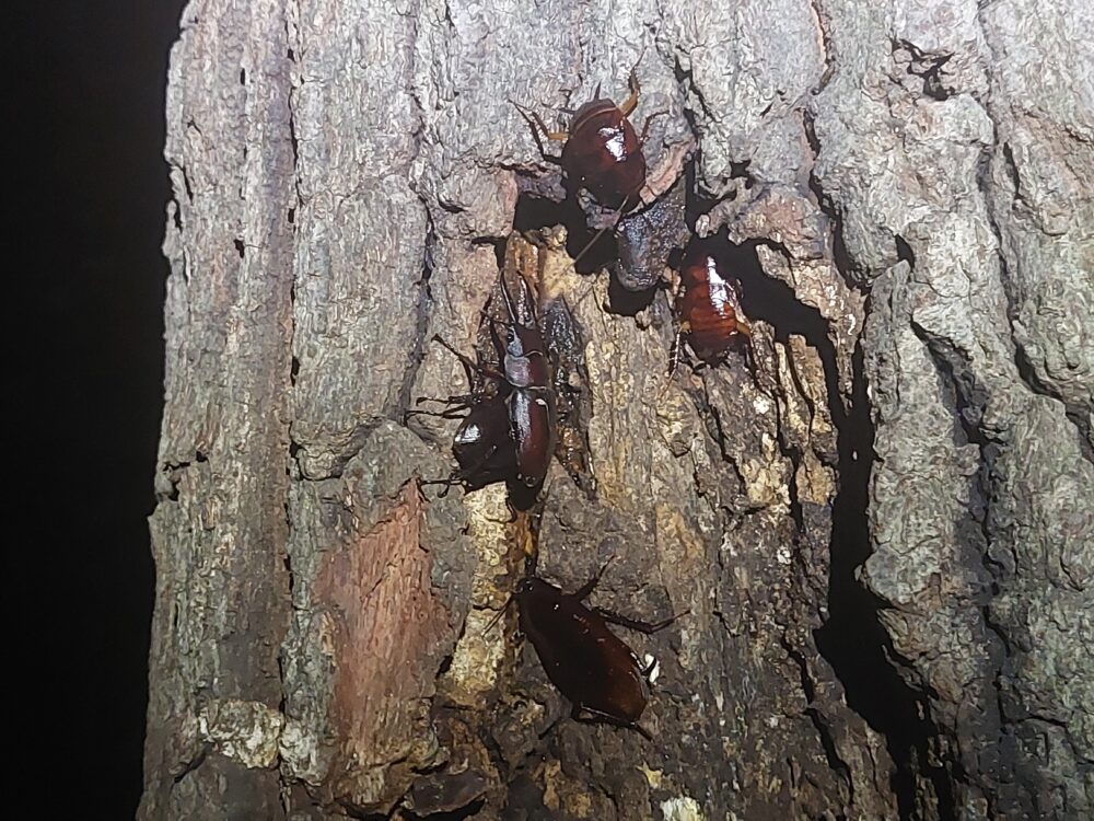 三貫清水のクヌギの木にいるノコギリクワガタ（ノコクワ）