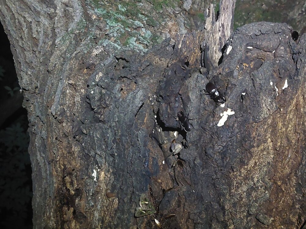 伊佐沼公園の樹液が出ているクヌギの木に集まるコクワガタ