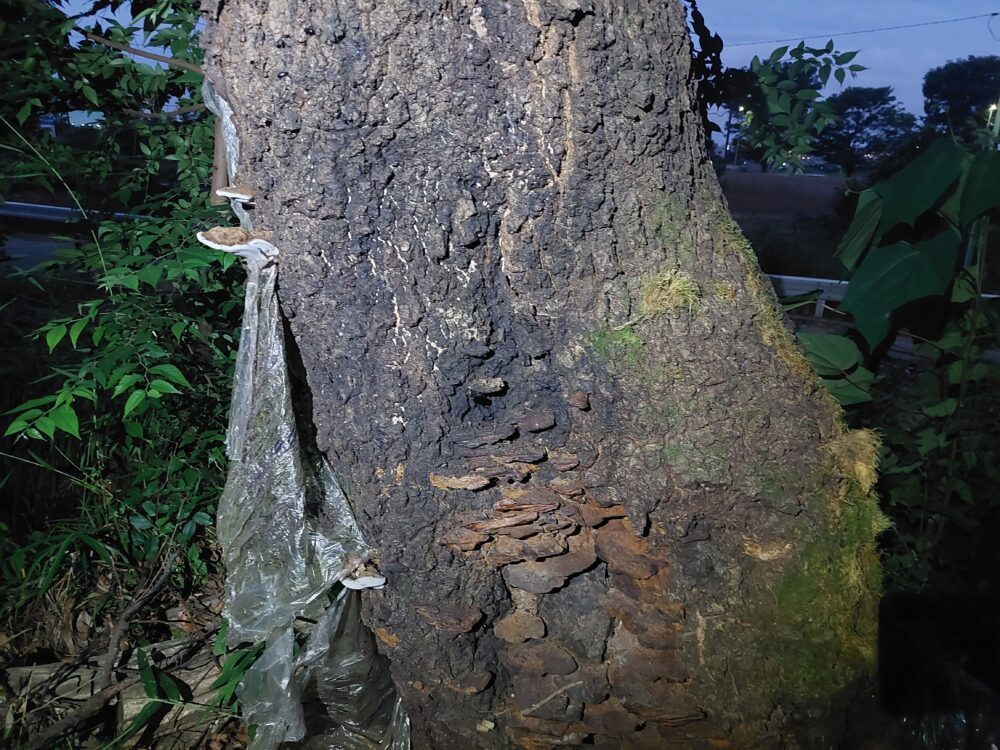 石井緑地公園（どんぐり山）の樹液が出ているクヌギの木