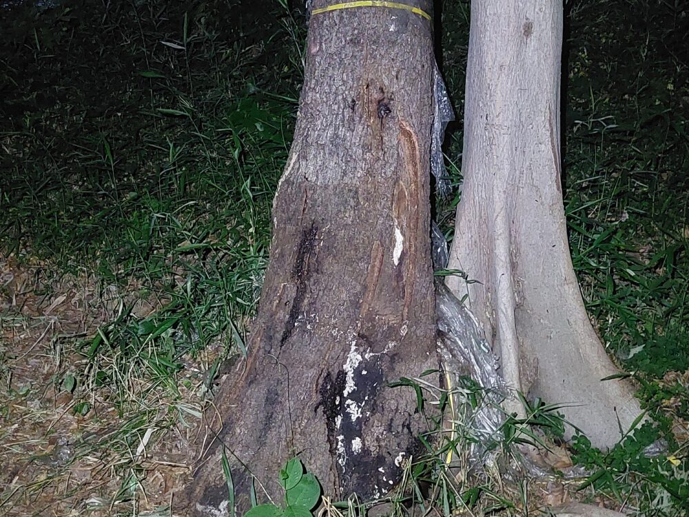 石井緑地公園（どんぐり山）の樹液が出ているクヌギの木