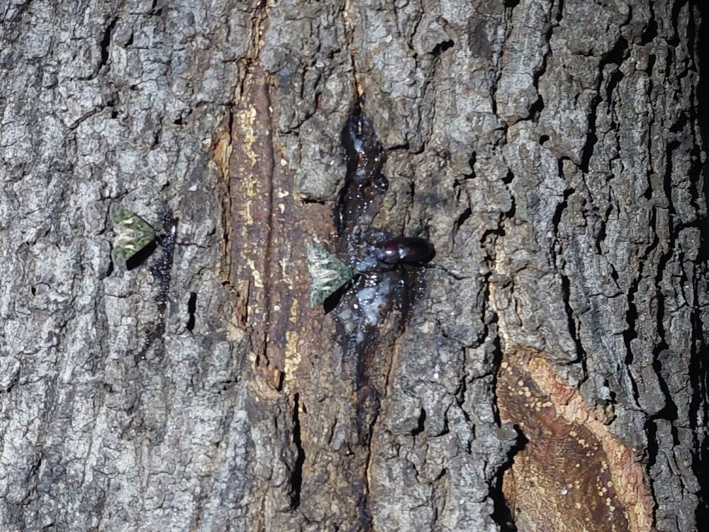 石井緑地公園（どんぐり山）の樹液が出ているクヌギの木に集まる虫たちとノコギリクワガタのメス