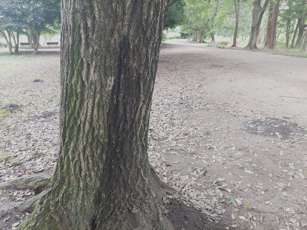 見沼自然公園の樹液の出ているクヌギの木