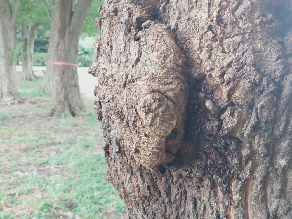 見沼自然公園のクヌギの樹液を吸うカナブン