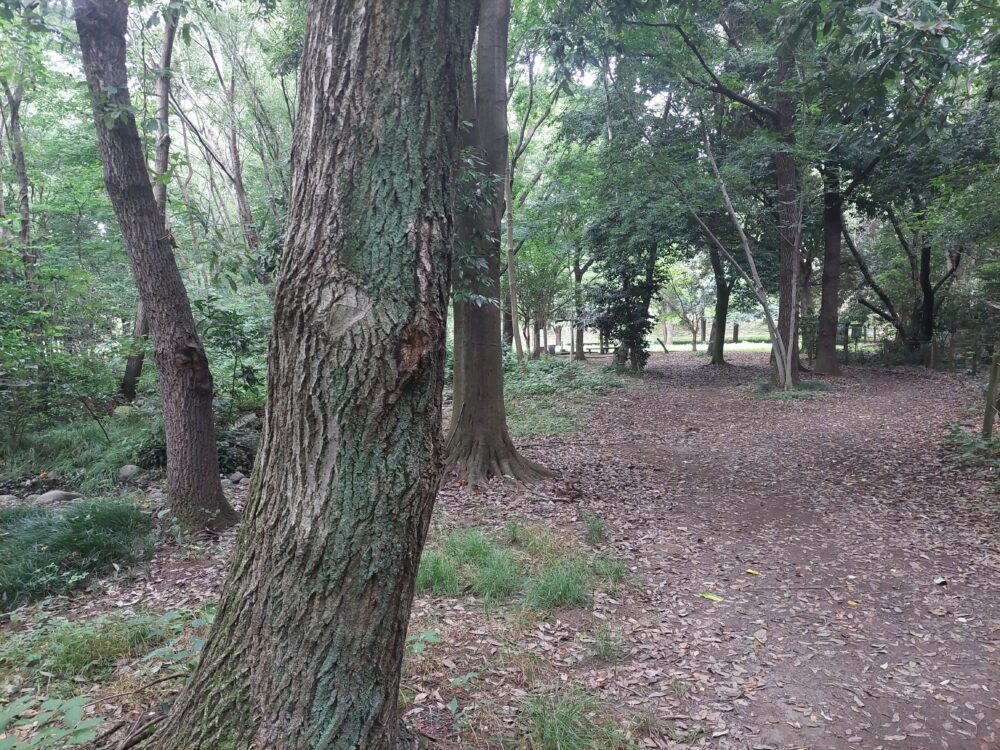 見沼自然公園のクヌギ林