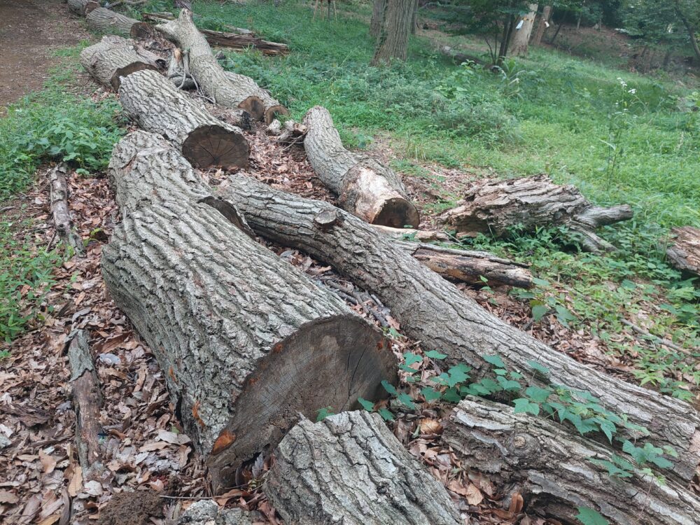 南中丸緑地公園のクヌギの倒木