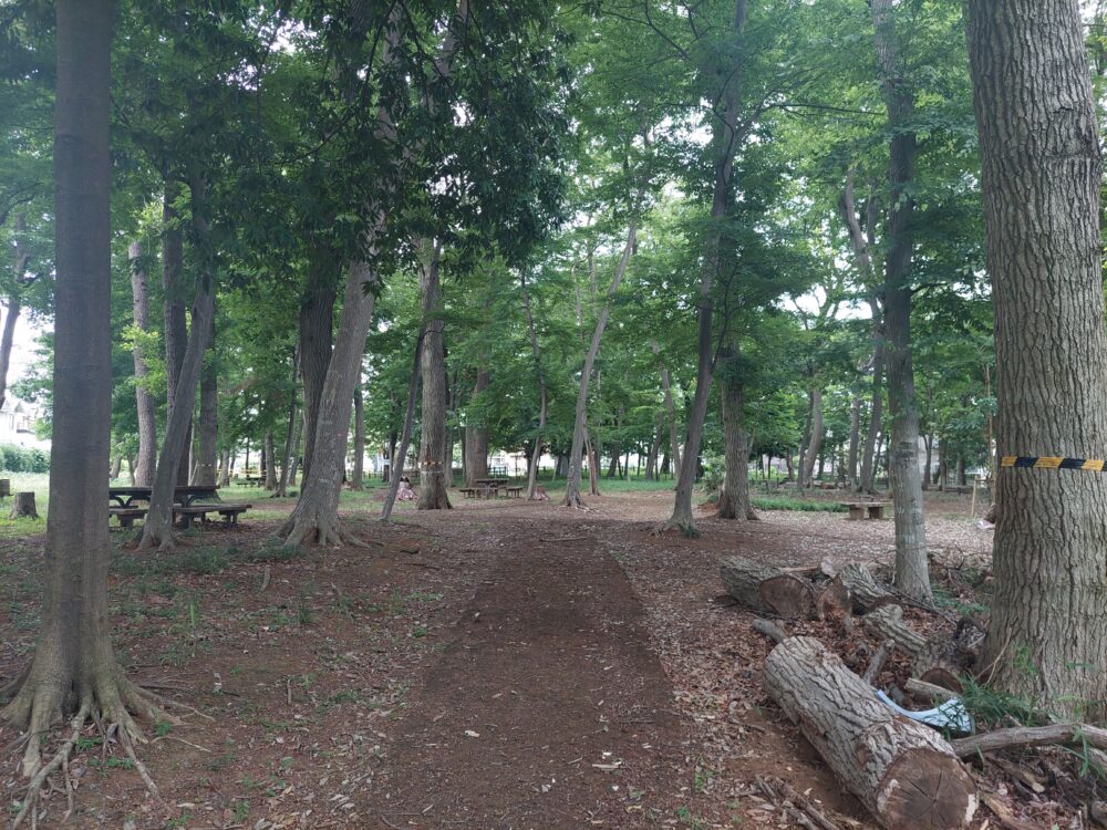 南中丸緑地公園のクヌギ林（雑木林）