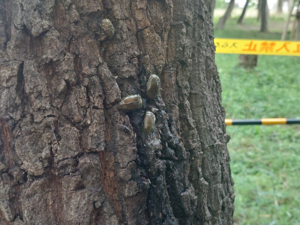 南中丸緑地公園のクヌギの樹液を吸う虫たち