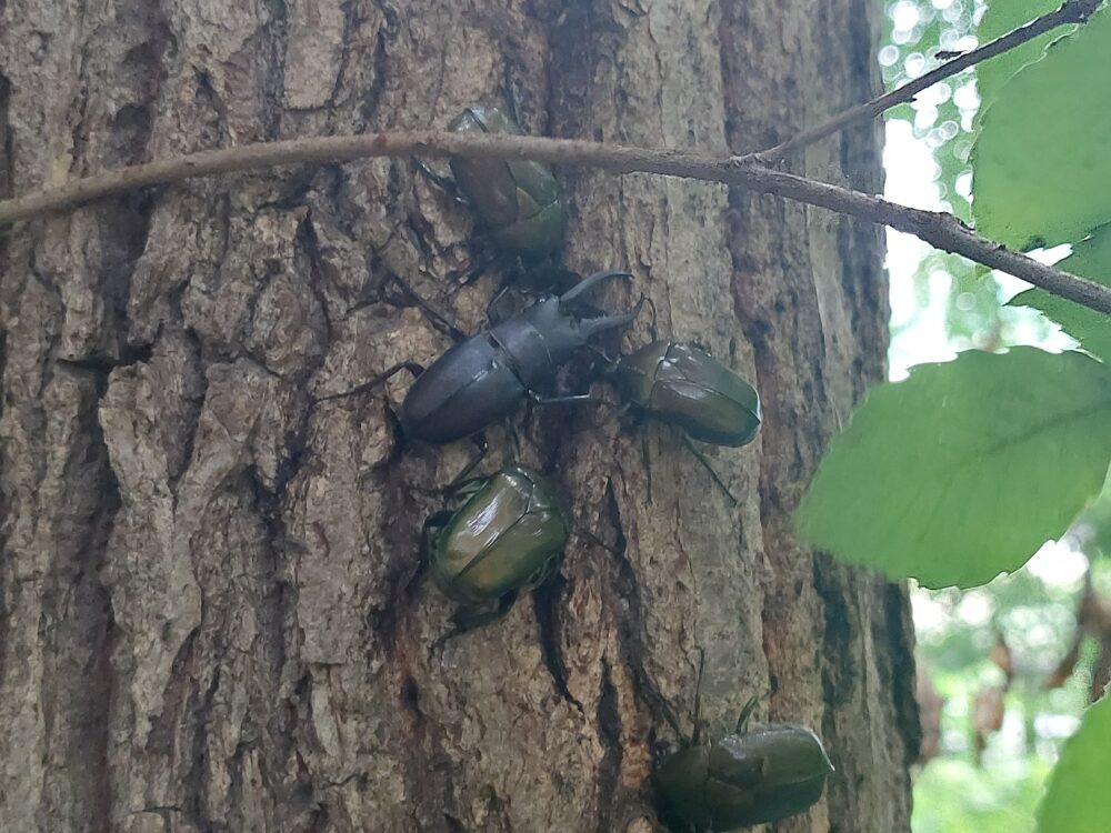 南中丸緑地公園のクヌギの樹液を吸うノコギリクワガタ（ノコクワ）とカナブン