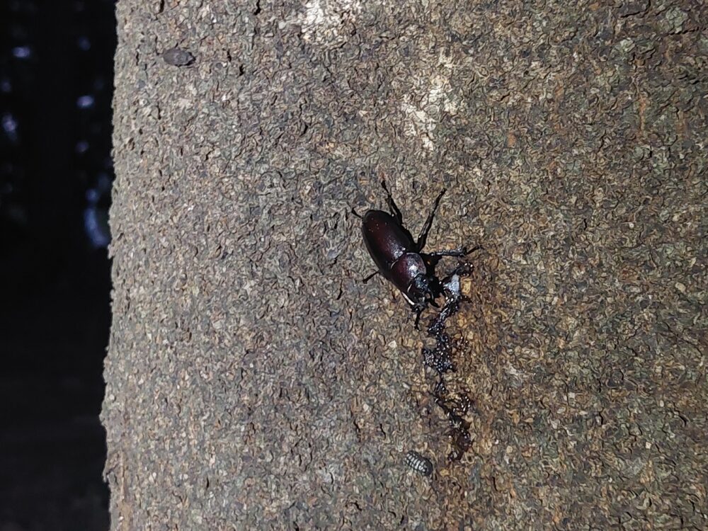 新座市にある石神緑地の木にいるノコギリクワガタのメス