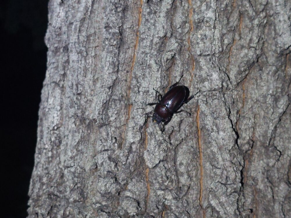 夜のびん沼自然公園のカブトムシの森で見つけたノコギリクワガタ（ノコクワ）のメス