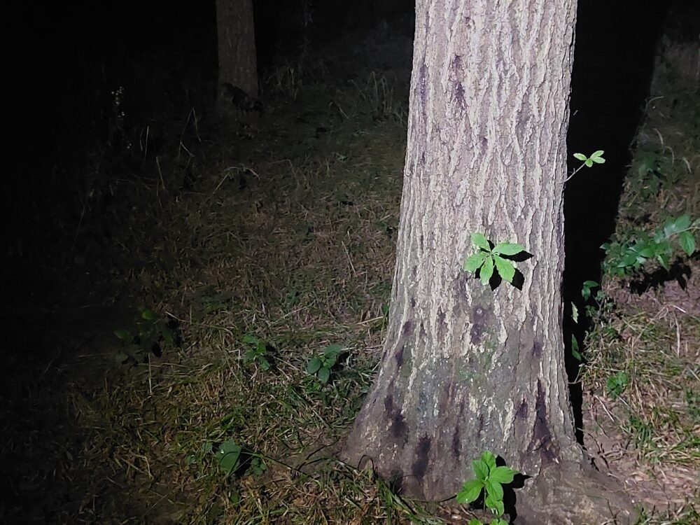 夜のびん沼自然公園にあるカブトムシの森の樹液の出ているクヌギ