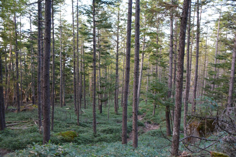 編笠山の樹林帯