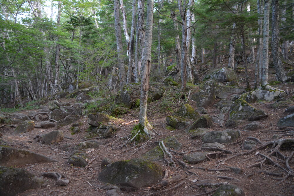 編笠山の樹林帯