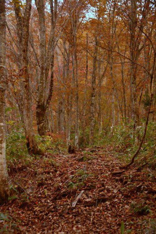 紅葉時期の高妻山の登山道