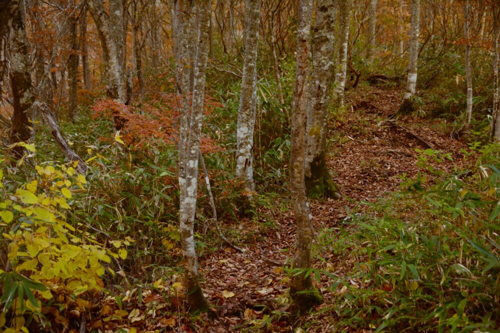 紅葉時期の高妻山の登山道