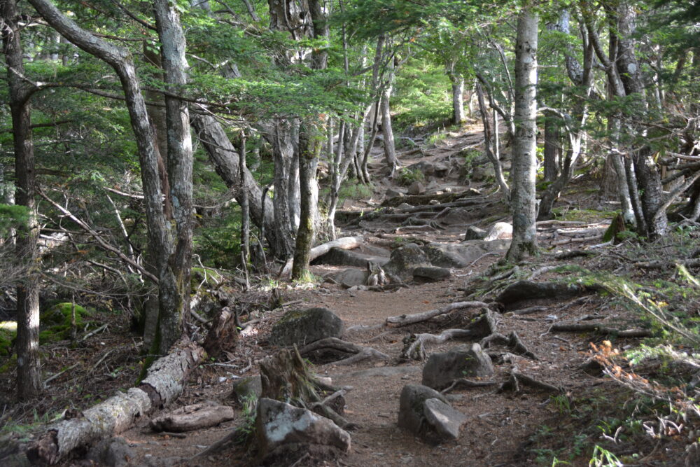 編笠山の登山道