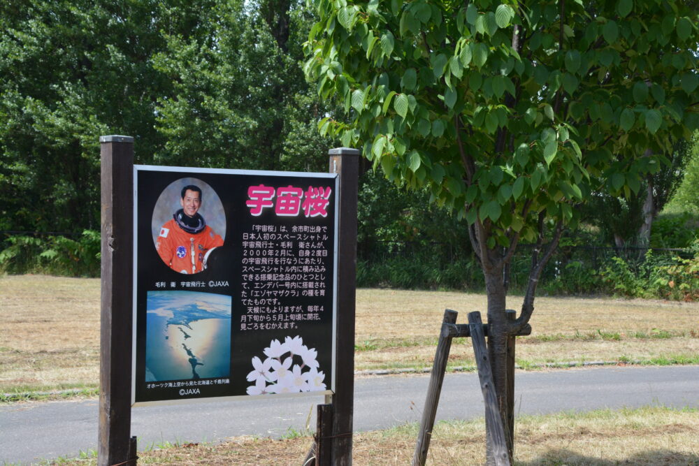 道の駅 スペース・アップルよいちの宇宙桜