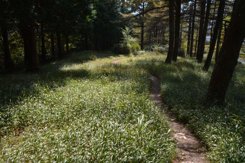 武甲山登山道