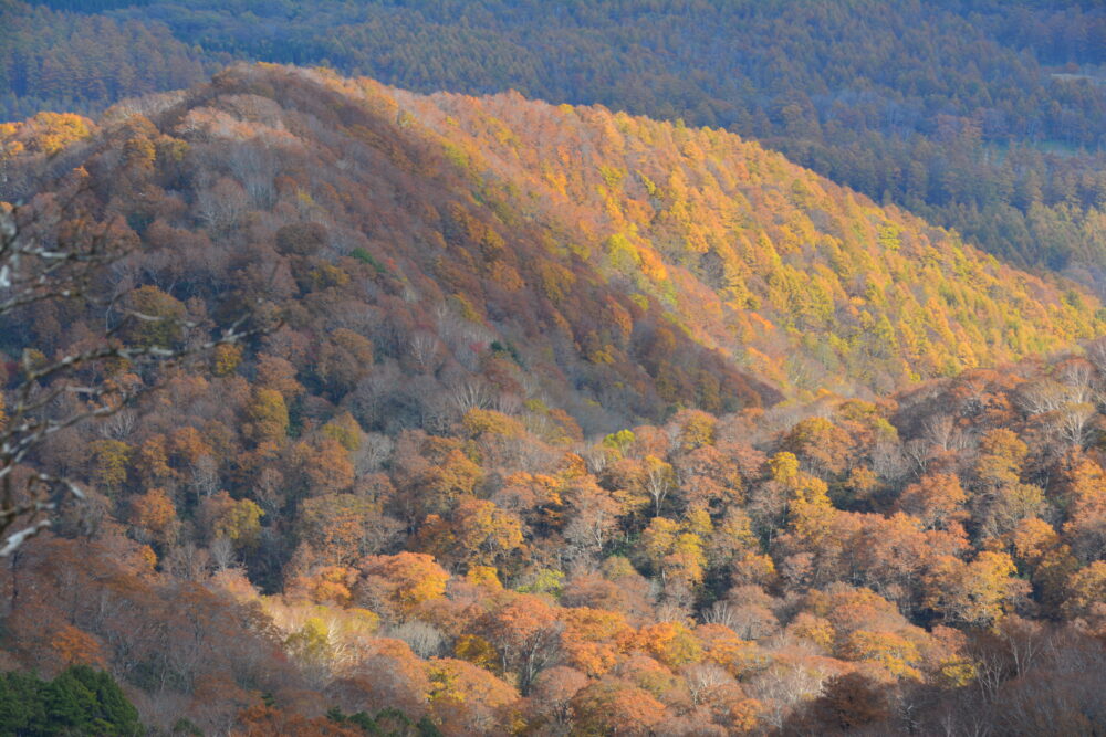 高妻山から見た山麓の紅葉