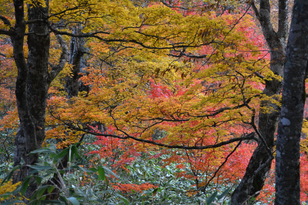 高妻山の紅葉