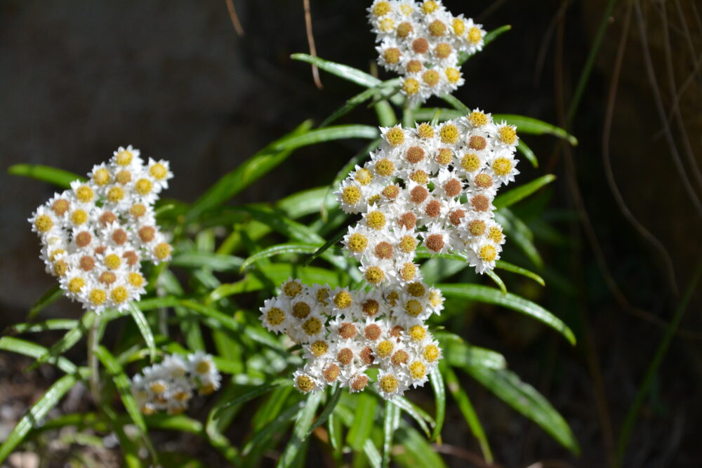 権現岳のお花