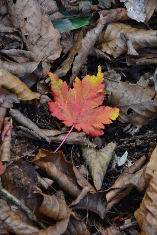 高妻山の紅葉