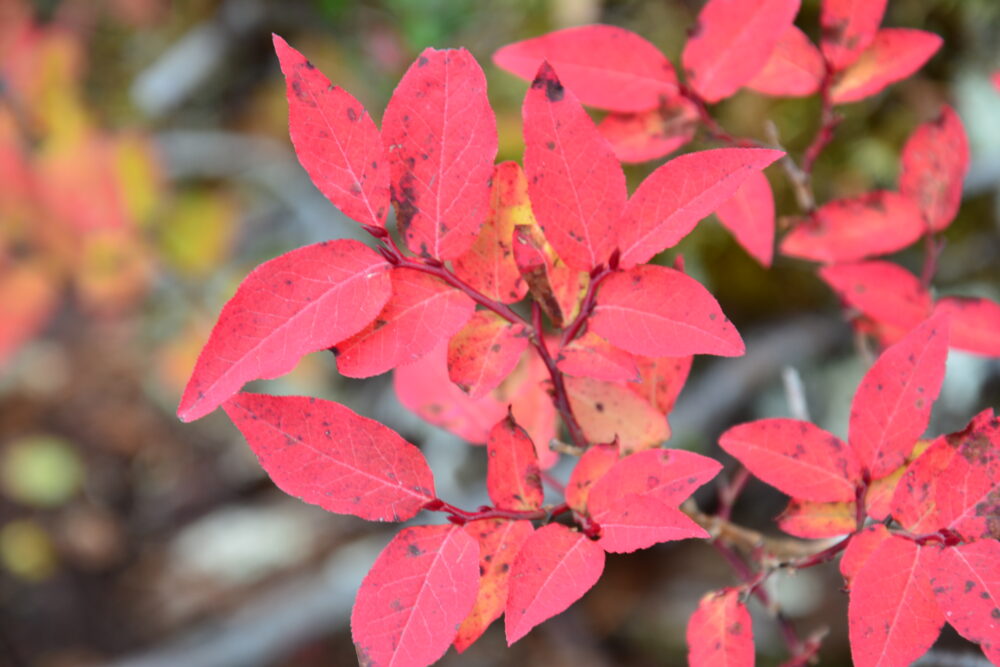 甲斐駒ヶ岳の紅葉