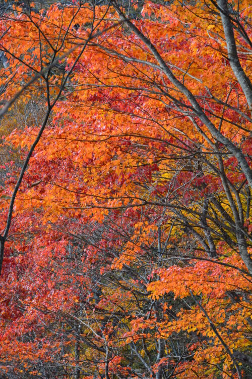 高妻山の紅葉