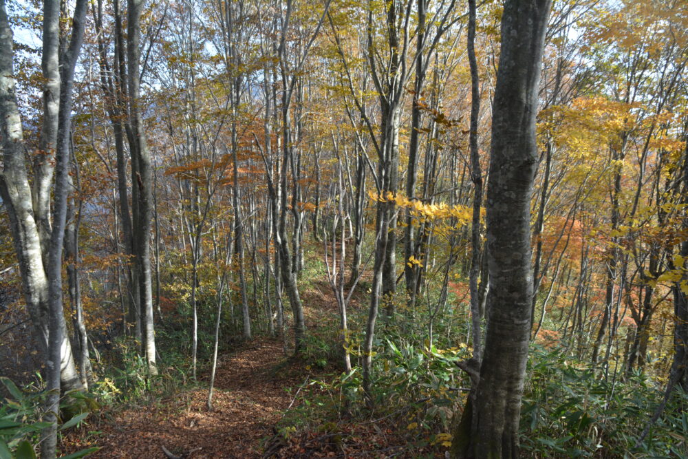 高妻山の登山道（樹林帯）