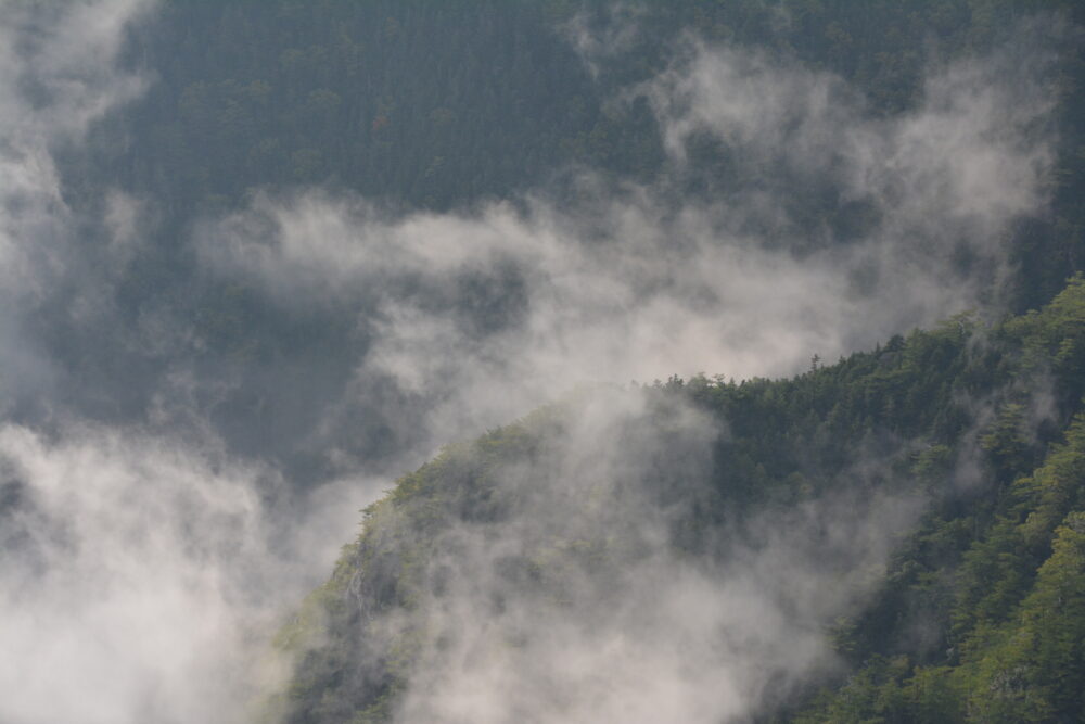 鳳凰山から見たガス・九雲が立ち込める森