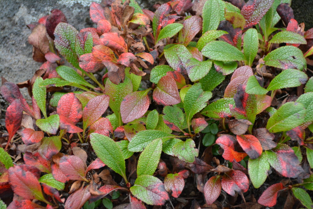 権現岳の草紅葉