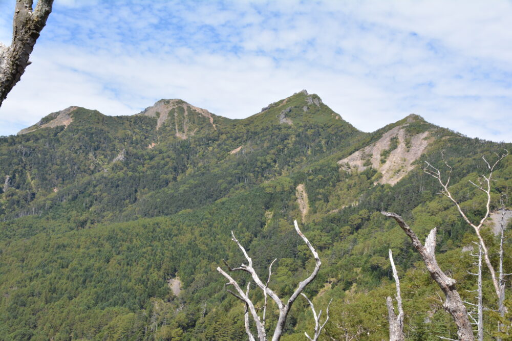 権現岳とギボシ