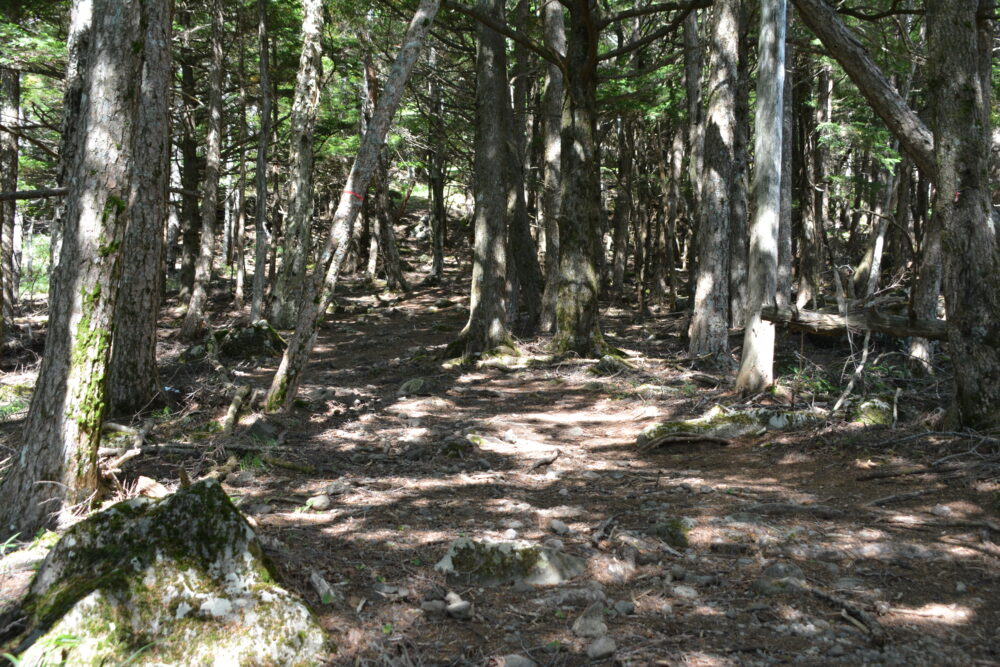 権現岳の登山道