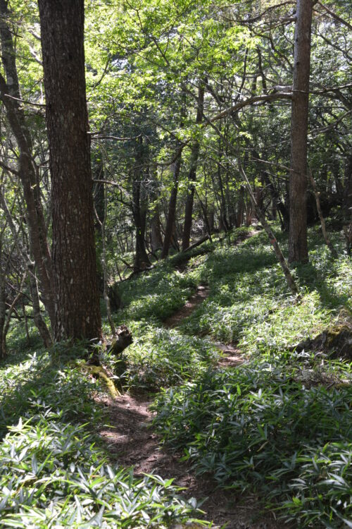 権現岳の登山道