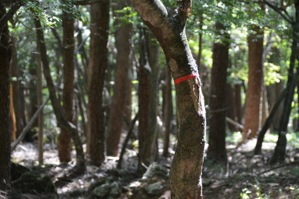 権現岳の登山目印