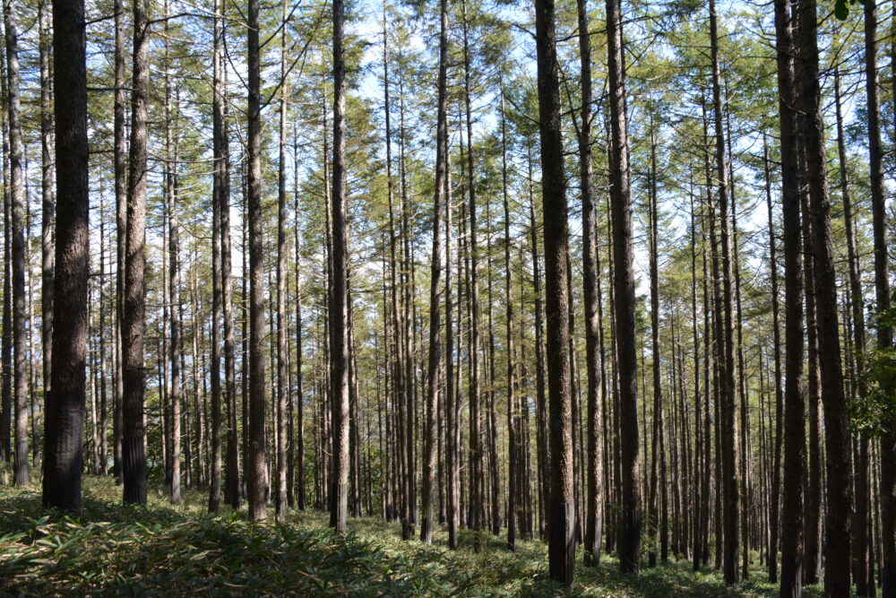 権現岳の植林